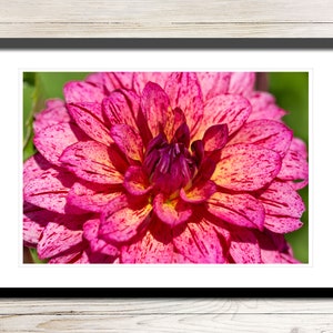 Pink Dahlia Photo Instant Download, Printable Photo Wall Art, Dahlia Flower Art, Dahlia Floral Print, Digital Download Photo, Dahlia Photo