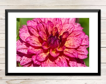 Pink Dahlia Flower Art Print, Two Toned Toni (Digital Download)