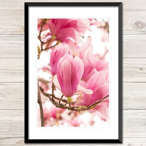 Pink Magnolia Flower Photo Instant Download, Printable Photo Wall Art, Magnolia Blossom, Magnolia Wall Art, Digital Download Photography
