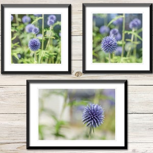 Botanical Photos Set of 3 Instant Download, Printable Photo Wall Art Set, Gallery Wall, Globe Thistle, Printable Wildflower Photo