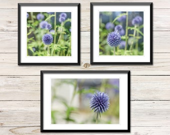 Globe Thistle Photo Set, Botanical Wall Art Prints (Digital Download)