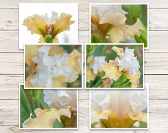 White Bearded Iris Photo Note Cards, Set of 6