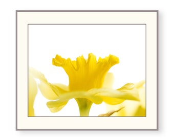 Yellow Daffodil Photo Print, Fine Art, Wall Art, Home Decor