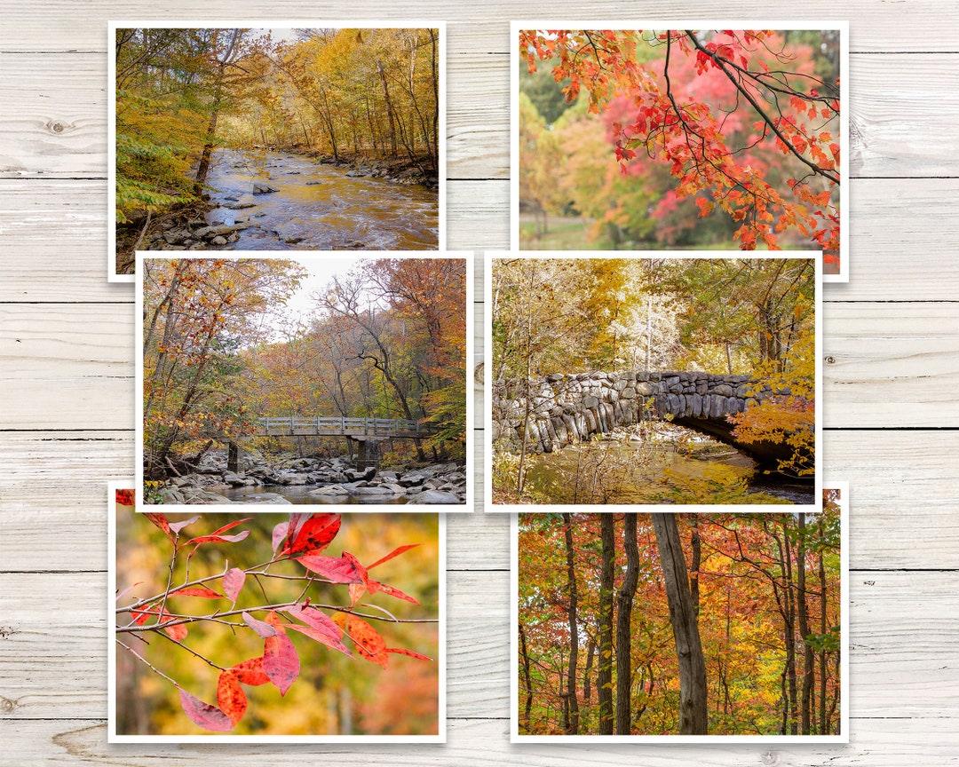 Autumn Foliage Note Cards, Blank Greeting Card Set - Etsy