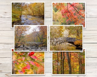 Autumn Foliage Note Cards, Blank Greeting Card Set