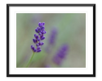 Lavender Flower Photo Print, Horizontal Wall Art