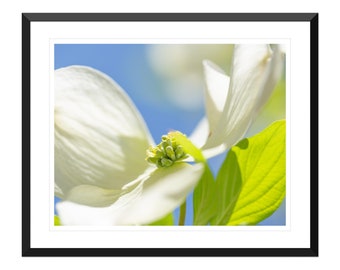 Dogwood Floral Photo Print, Spring Blossom Wall Art