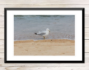 Seagull on Beach Photo, Coastal Wall Art (Digital Download)