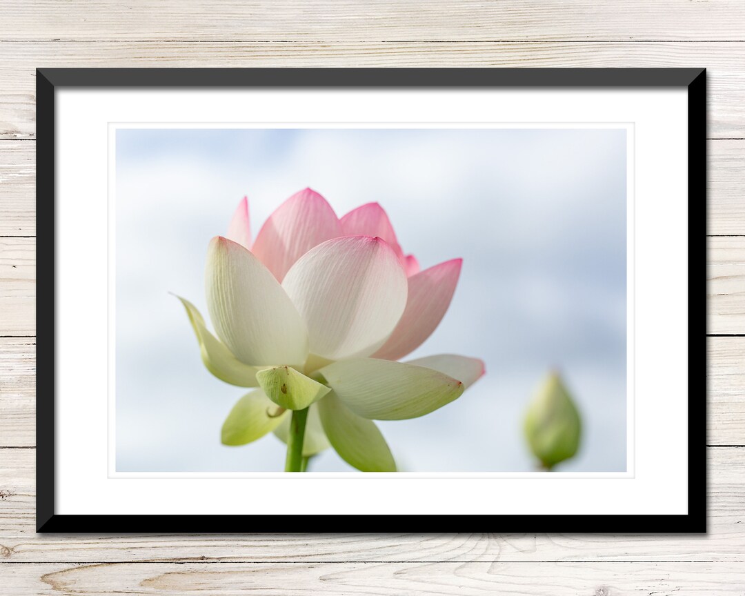 Pink Lotus Blossom Photo Print, Floral Wall Art (digital Download) - Etsy