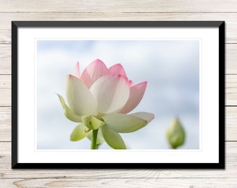 Rosa Lotusblüte Fotodruck, Florale Wandkunst (Digitaler Download)