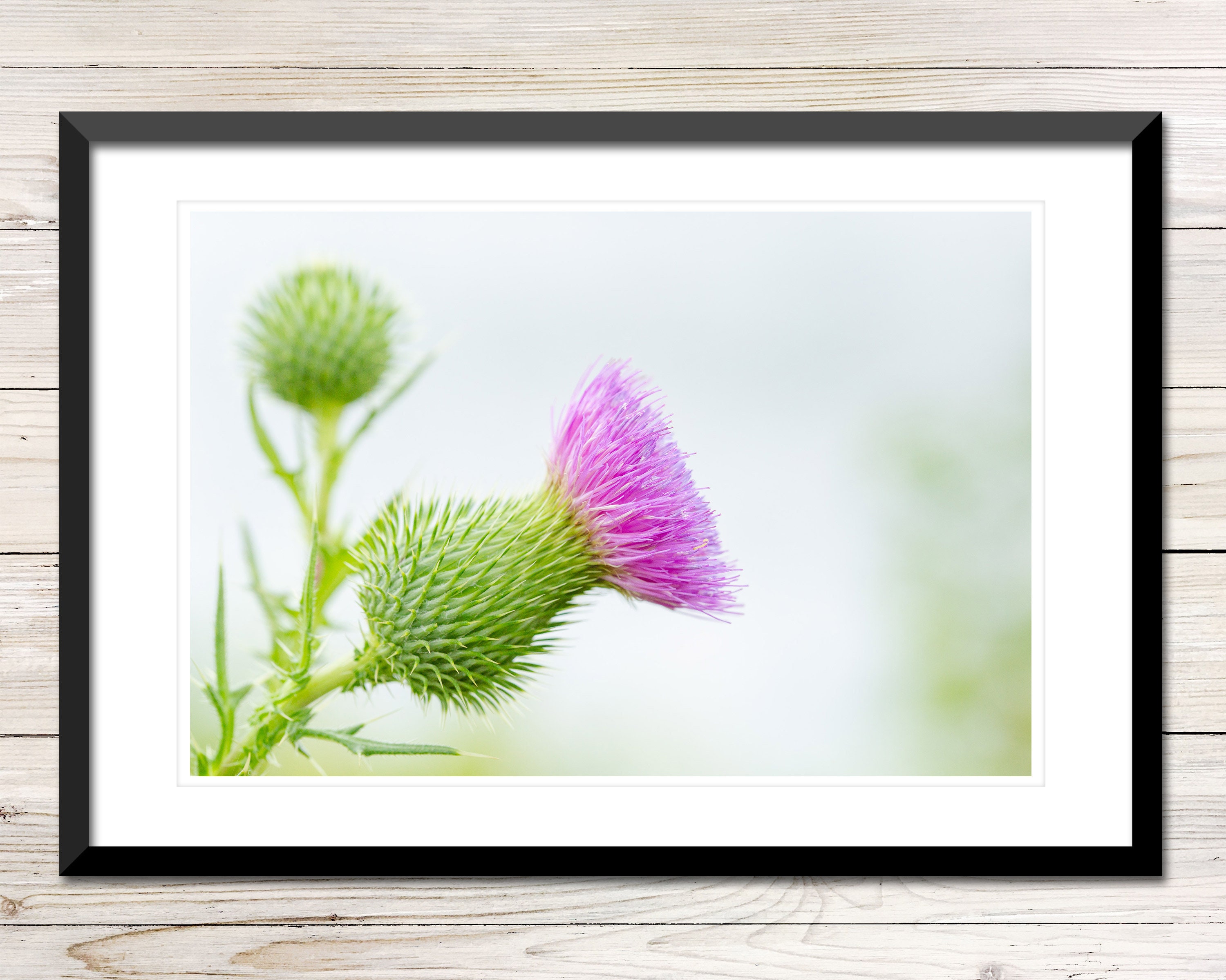 Thistle Photo Instant Download, Printable Photo Wall Art, Thistle Print