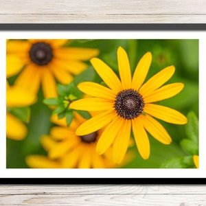 Black-eyed Susan Photo Instant Download, Printable Photo Wall Art, Yellow Flower Wall Art, Digital Download Photography