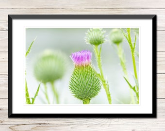 Thistle Photograph Instant Download, Printable Photo Wall Art, Thistle Picture, Thistle Wall Art, Wild Flower Photo, Thistle Decor