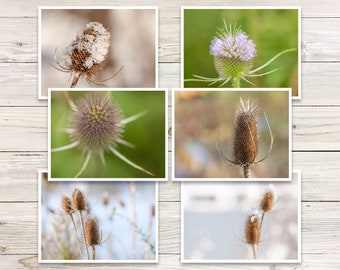Teasel Photo Note Cards, Botanical Greeting Card Set