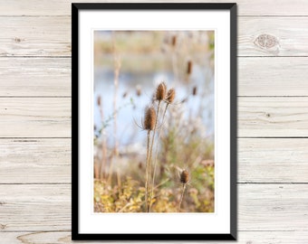 Teasel Autumn Landscape Photo, Printable Fall Botanical Wall Art (Digital Download)
