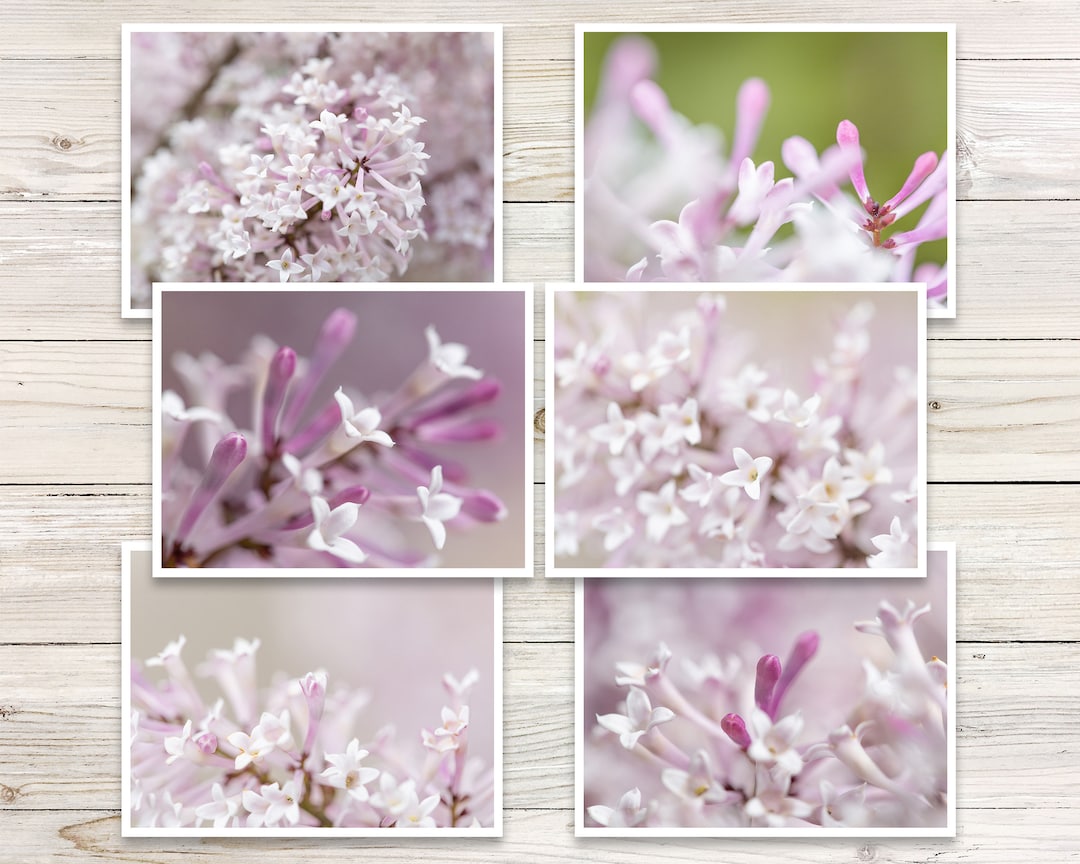 Lilac Flower Photo Note Cards, Set of 6 - Etsy