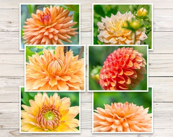 Dahlia Photo Note Cards (Set of 6), Dahlia Notecards, Orange Flower Note Cards, Botanical Note Cards, Blank Note Cards with Envelopes