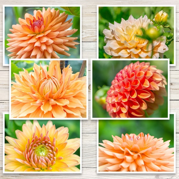 Dahlia Photo Note Cards (Set of 6), Dahlia Notecards, Orange Flower Note Cards, Botanical Note Cards, Blank Note Cards with Envelopes