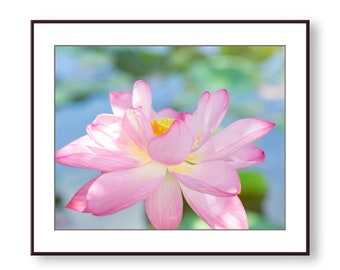 Pink Lotus Blossom Photo Print, Fine Art, Wall Art, Home Decor
