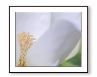 Magnolia Blossom Photo Print, Art Print, Wall Art, Home Decor