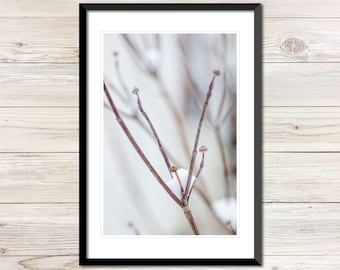 Snow Buds Winter Botanical Photo, Printable Wall Art (Digital Download)