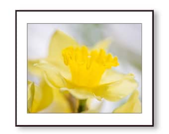 Swirling Daffodil Photo Print, Fine Art, Wall Art, Home Decor
