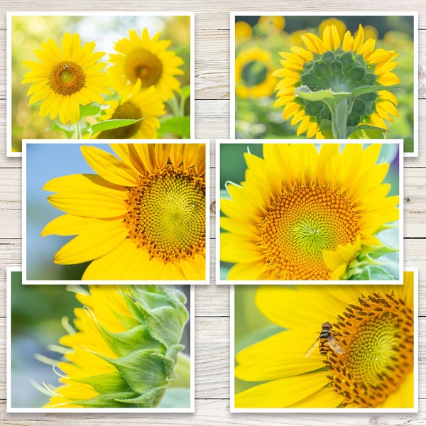 Sunflower Note Cards (Set of 6), Photo Note Card Set, Blank Note Cards with Envelopes, Sunflower Cards, Yellow Note Cards