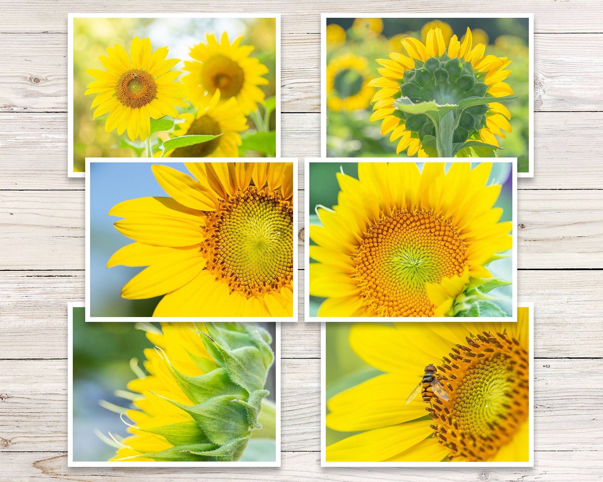 Sunflower Note Cards set of 6, Photo Note Card Set, Blank Note Cards