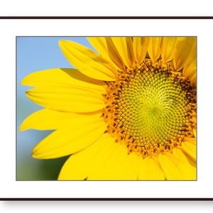 sunflower 2本 Limited Edition Sunflower No. 2 Print - Etsy