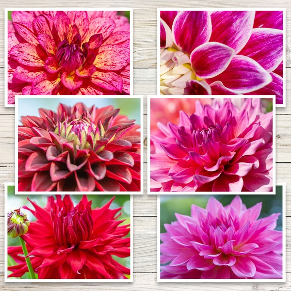 Dahlia Photo Note Cards (Set of 6), Dahlia Notecards, Flower Note Cards, Botanical Note Cards, Blank Note Cards with Envelopes