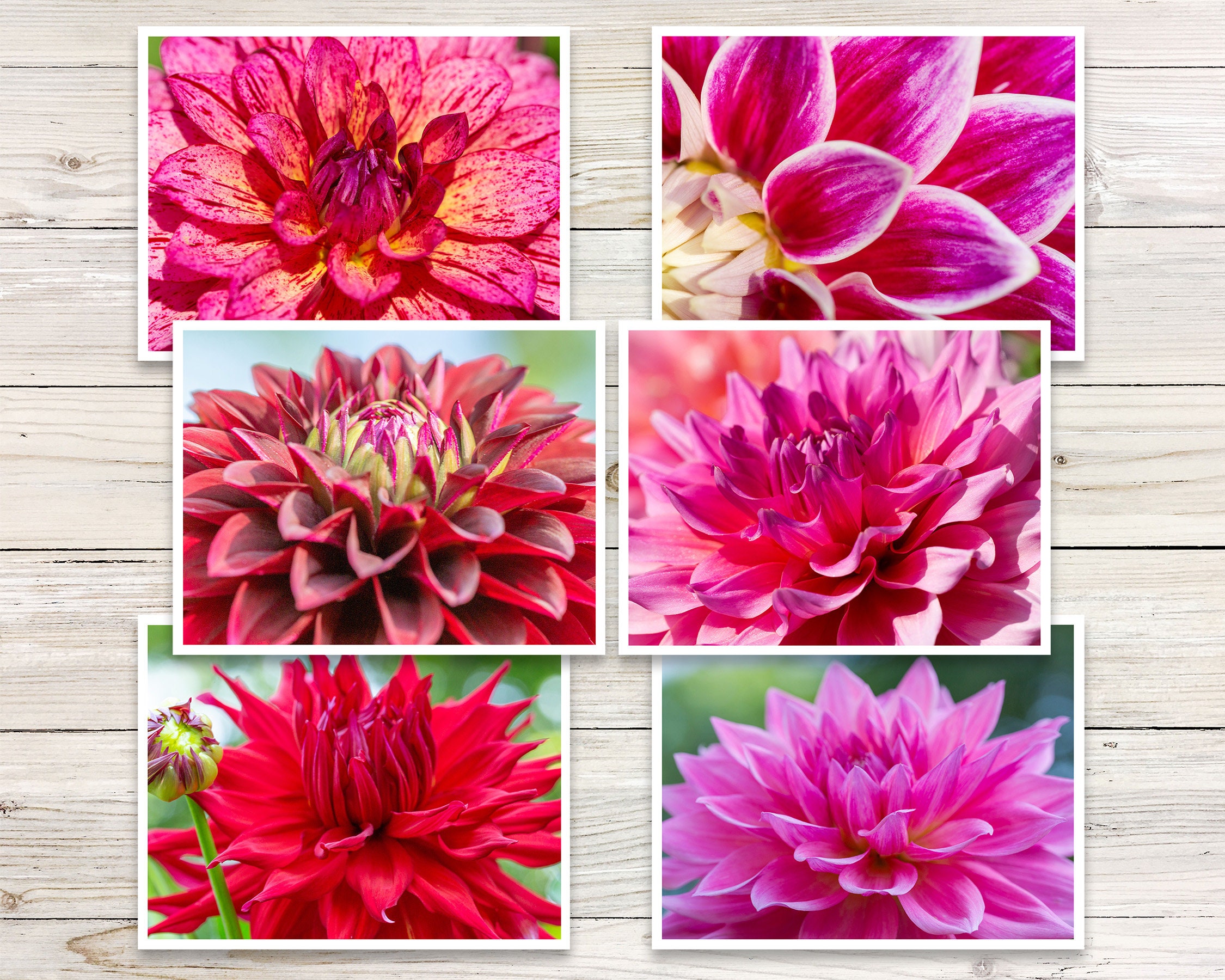 Dahlia Photo Note Cards (set of 6), Dahlia Notecards, Flower Note Cards ...