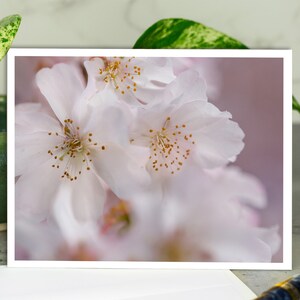 Cherry Blossom Greeting Card, Flower Greeting Card, Cherry Blossoms Card, Card with Envelope, All Occasion Card, Any Occasion Card