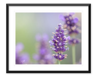 Provence Lavender Flower Photography Print, Purple Wall Art