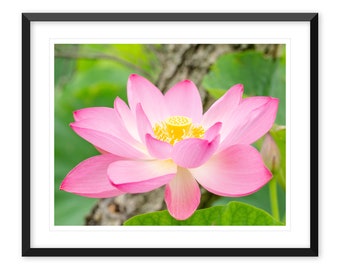 Pink Lotus Flower Photography Print, Blossom Wall Art