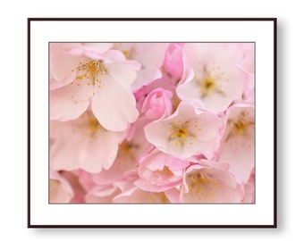 Cherry Blossom Photo Print, Pink Floral Wall Art