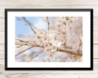Kirschblütenzweig Foto, Frühling, Wandkunst (Digitaler Download)