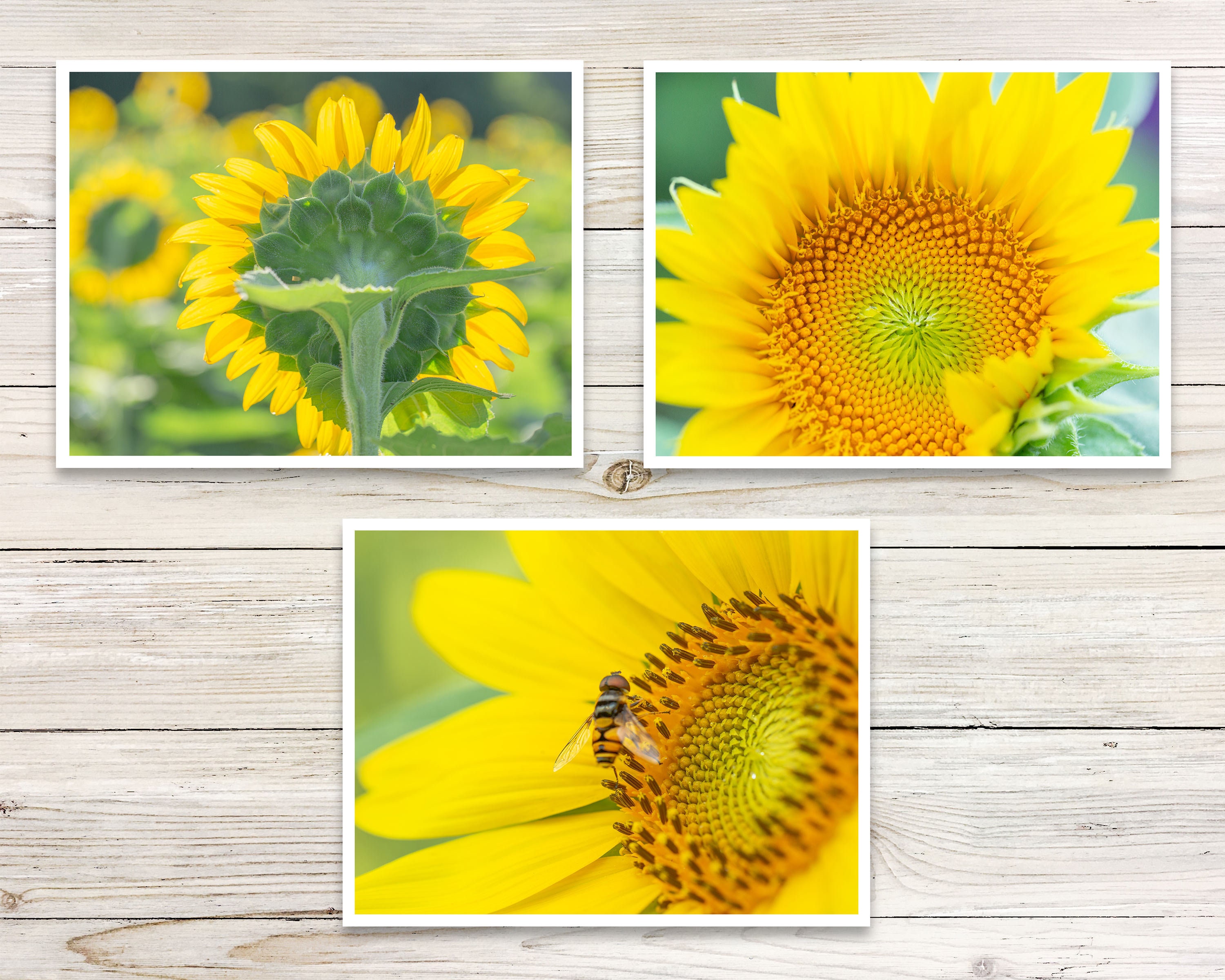 Sunflower Note Cards set of 6, Photo Note Card Set, Blank Note Cards