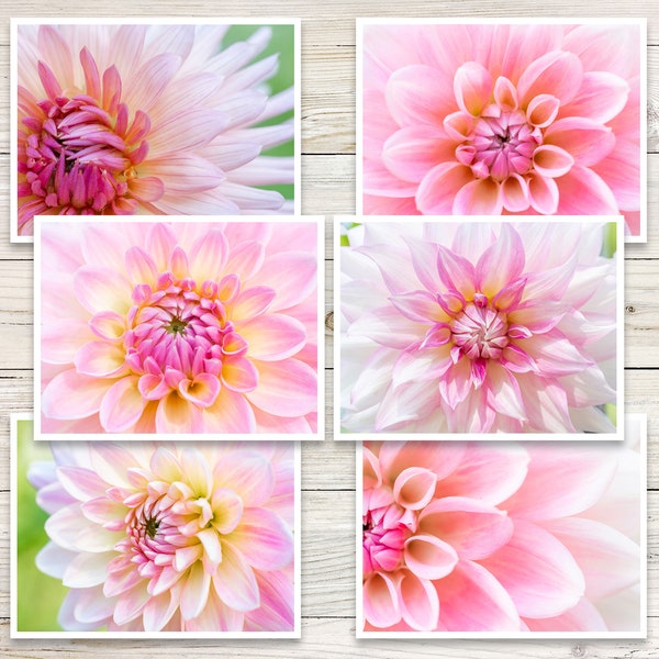 Pink Dahlia Photo Note Cards (Set of 6), Dahlia Notecards, Pink Flower Note Cards, Botanical Note Cards, Blank Note Cards with Envelopes