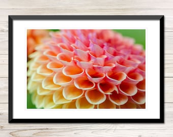 Dahlia Flower Photo Instant Download, Afdrukbare Foto Wall Art, Dahlia Print, Dahlia Art Print, Digitale Download Fotografie, Dahlia Foto