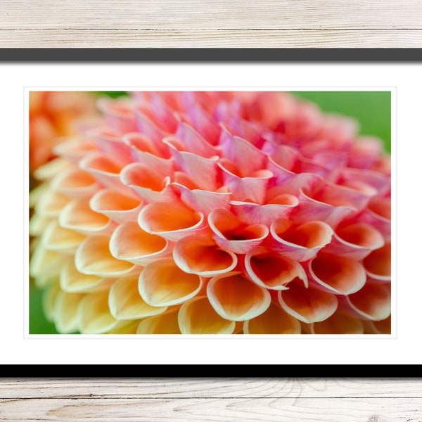 Dahlia Flower Photo Instant Download, Printable Photo Wall Art, Dahlia Print, Dahlia Art Print, Digital Download Photography, Dahlia Photo