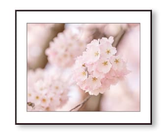 Cherry Blossom Bedroom Wall Art, Photo Print, Fine Art, Home Decor