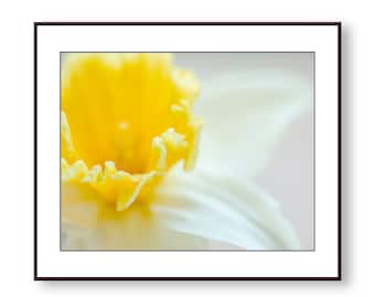 Daffodil Photo Print, Fine Art, Wall Art, Home Decor