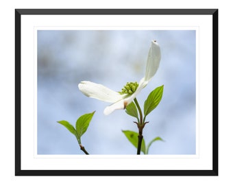Dogwood Photo Print, Wall Art, Bedroom Decor, Home Decor