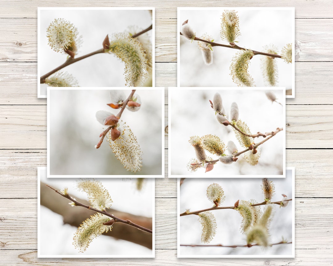 Spring Photo Note Cards (set of 6), Botanical Notecards, Pussy Willows ...