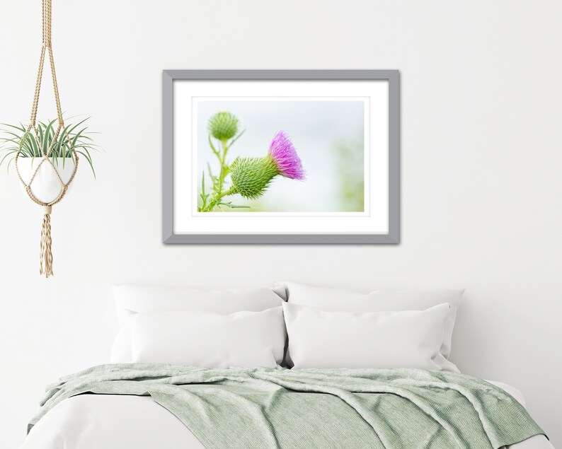 Thistle Photo Instant Download, Printable Photo Wall Art, Thistle Print