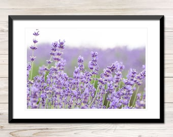 Lavender Field Photo, Printable Purple Wall Art (Digital Download)