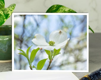 Dogwood Diversion Greeting Card, Flower Photography Card with Envelope