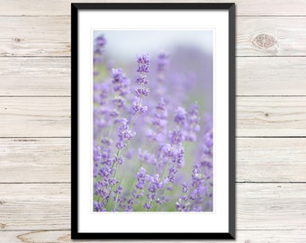 Provence Lavendelfeld Foto, druckbare Kunst, (digitaler Download)