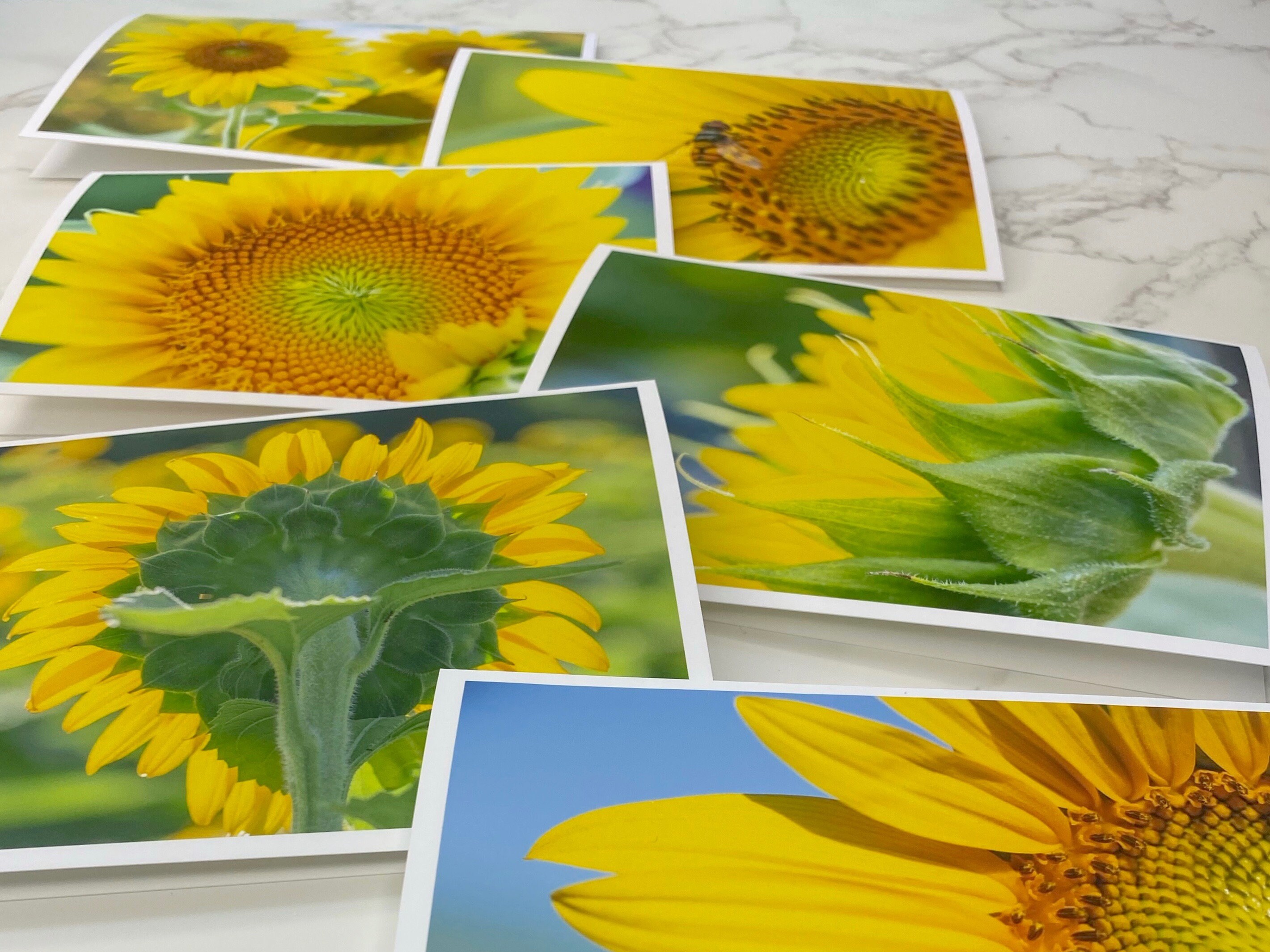 Sunflower Note Cards set of 6, Photo Note Card Set, Blank Note Cards