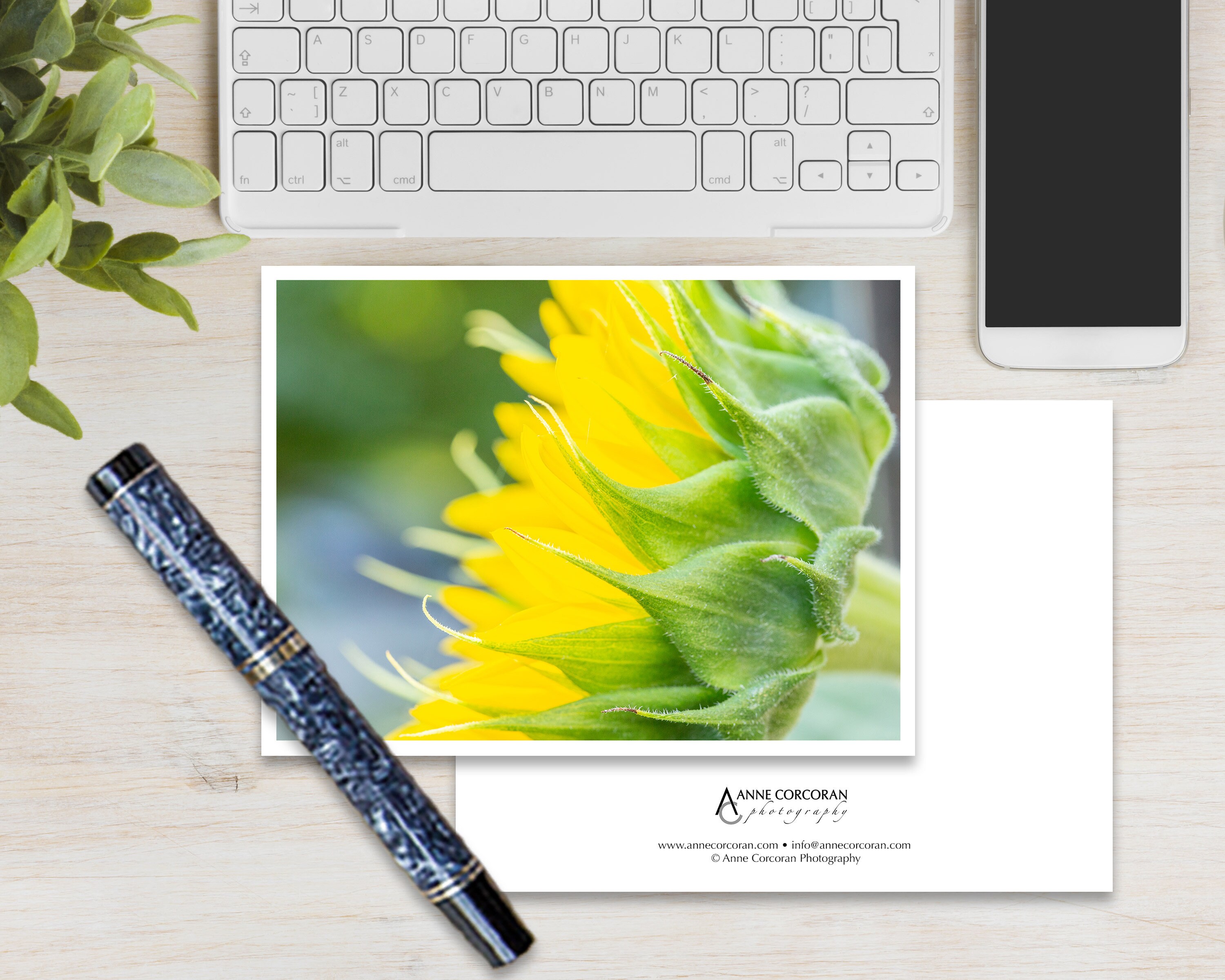 Sunflower Note Cards set of 6, Photo Note Card Set, Blank Note Cards